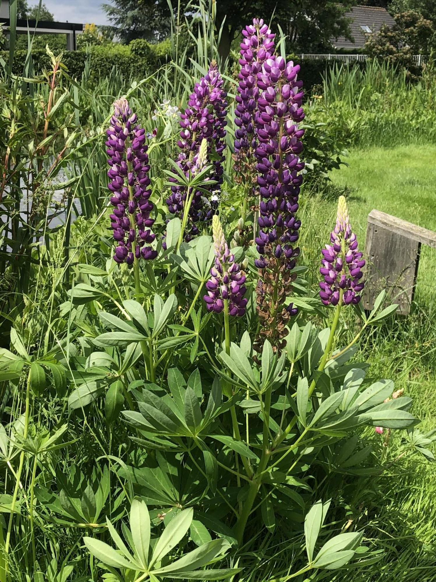 B&B Oostzomerland Mijnsheerenland 외부 사진
